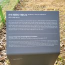 순천-36호 이미지