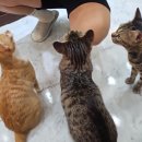 길고양이 마을(카스카) 네이버블로그
