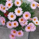 행복초등학교 버스승강장 옆 이미지