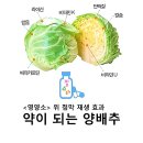 약이 되는 양배추의 효능 이미지