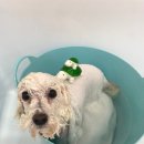 그루밍공화국 이미지