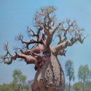 어린왕자에 등장한 최장 2천년을 생존하는 아프리카 내륙 Adansonia digitata(아단소니아 디지타타((Baobab tree) 이미지