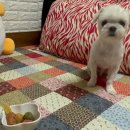 해피몽스데이 | [일산] 강아지수제간식 해피몽스데이