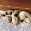 도그동물농장 이미지