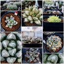 광이농장 이미지