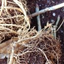 농원농장 이미지