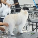 대전애견미용학원 이미지