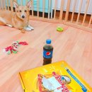 에꿍이 치킨 | 유성 치킨배달맛집 에꿍이치킨 순살양념치킨먹방후기