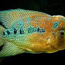 스피드플라워 이미지