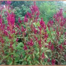 맨드라미 화단 이미지