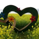 반포한강공원,서래섬 유채꽃축제 이미지