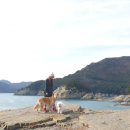 매직 펫 살롱 이미지