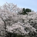 카페 다알리아 이미지