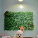 펫티 살롱 이미지