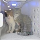 그루밍 호찌 이미지