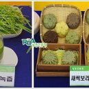 보리순 이미지