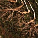 도담건강식품 이미지