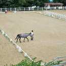 유성승마장 이미지