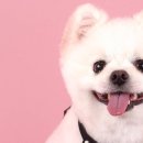 퀸펫살롱 이미지