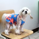 펫시스터즈 이미지