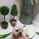 아이러브독 강아지 부천점 네이버블로그