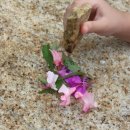 사과나무펜션 이미지