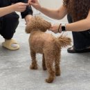 ARTEAM DOG 네이버블로그