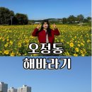 대덕상사 | [대전 대덕구] 오정동 해바라기 꽃 밭 명소 ,대전천 개화 현황, 사진 꿀팁, 주차 정보