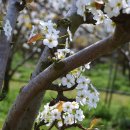 삼화2리 이미지