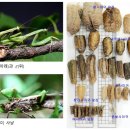 [야생초 편지] 39. 정글의 법칙 – 사마귀 생태에 관한 두 번째 보고서 이미지
