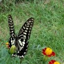 강화도 늘푸른 펜션 이미지