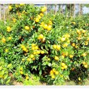 행운펜션 이미지