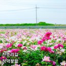 덕진-81 | 전주 작약 가볼만한 곳 진조리길 작약꽃밭 개화 상태(26.05.18)