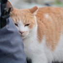 꿈꾸는 고양이 이미지