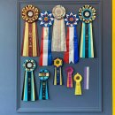 옐로삭스(애견미용) 이미지