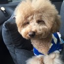 바르다펫 중화점 | 휘경동애견미용/답십리애견미용/애견미용/푸들/바르다펫/바르다펫장안점] - 장안점 마스코트 푸들"옥이"