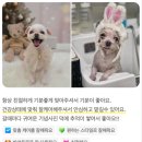 온니애견미용 | 연산동 애견미용 고민될 때, 동래 수안동 온니애견미용을 찾는 이유