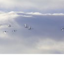 경안천 4 이미지