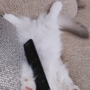 고양이분양 반하나캣 이미지