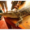 코끼리시장 이미지