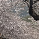 여명로25번길 | 2026 진해군항제 벚꽃 축제 국악의장 페스티벌 실시간 후기