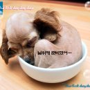 Dog# 이미지