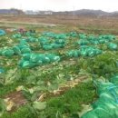 꾸냥만두 이미지