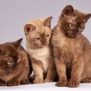 박창석종합동물병원 이미지