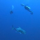 다이브크루 | Ring of fire, Banda sea [3] 다이브 블루모션 후기 / 반다해 다이빙에 대해