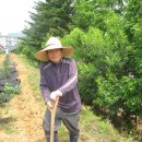 푸른솔농장2 이미지