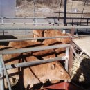 영진축산 이미지