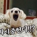 히포 이미지