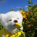 달리꽃 Daum카페