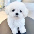 애니멀즈 강아지분양 고양이분양 대전점 | 대전 애니멀즈에서 강아지와 고양이를 분양받을 수 있는 행복한 경험 💖